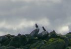 PICTURES/Puffin Express - Boat Tour Around Puffin Island/t_Puffins (38).JPG